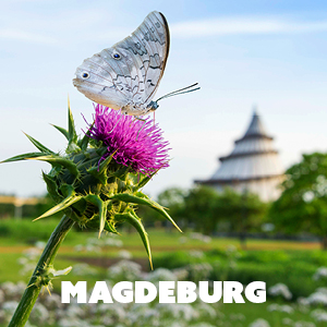Blühende Auszeit in Magdeburg